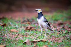 Gracupica nigricollis