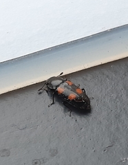 Glischrochilus quadripunctatus