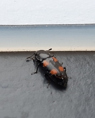 Glischrochilus quadripunctatus