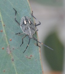 Poecilometis strigatus