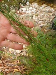 Restio subverticillatus