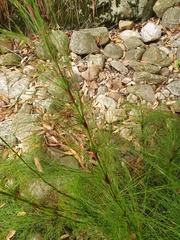 Restio subverticillatus