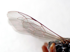 Sericophorus