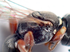 Sericophorus
