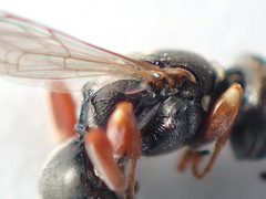 Sericophorus
