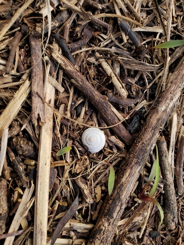 Bradybaena similaris observed 2021-03-27
