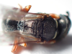 Sericophorus