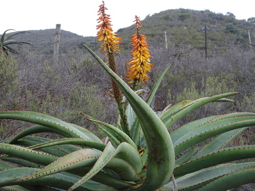Image of Aloe africana by (c) Shaun Swanepoel, some rights reserved (CC BY)