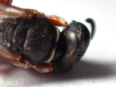 Sericophorus