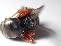 Sericophorus