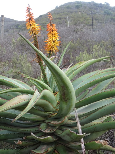 Image of Aloe africana by (c) Shaun Swanepoel, some rights reserved (CC BY)