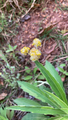 Helichrysum arenarium