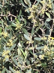 Olea europaea