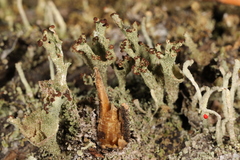 Cladonia rei