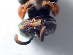 Sericophorus