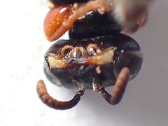Sericophorus