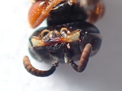 Sericophorus