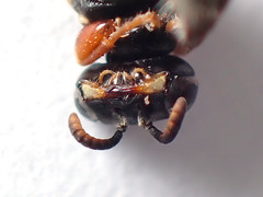 Sericophorus