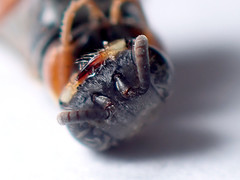 Sericophorus