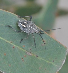 Poecilometis strigatus