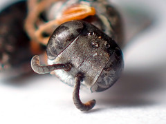 Sericophorus