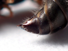 Sericophorus