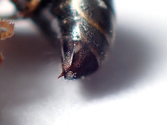 Sericophorus