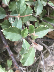 Podolobium procumbens