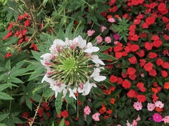 Cleome houtteana
