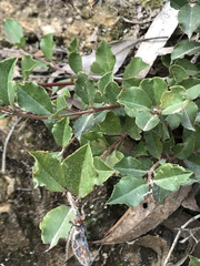 Podolobium procumbens