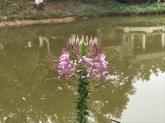 Cleome houtteana