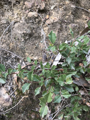 Podolobium procumbens