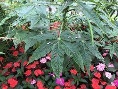 Cleome houtteana