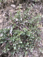 Podolobium procumbens