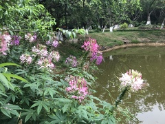 Cleome houtteana