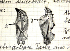 Boloria euphrosyne