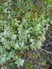 Pseudodictamnus acetabulosus