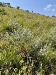 Lasiosiphon splendens