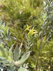 Lasiosiphon splendens