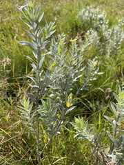 Lasiosiphon splendens