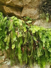 Hymenophyllum capense