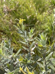 Lasiosiphon splendens