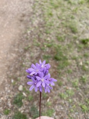 Dichelostemma