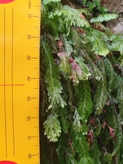 Hymenophyllum capense