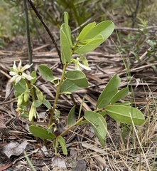 Deeringothamnus pulchellus