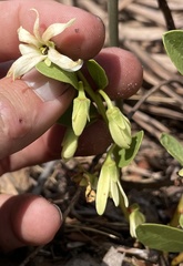 Deeringothamnus pulchellus