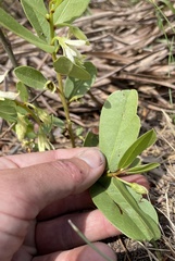 Deeringothamnus pulchellus