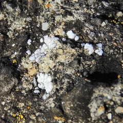 Acarospora americana