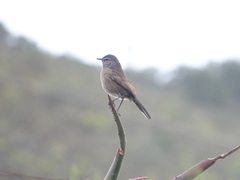 Cercotrichas coryphoeus coryphoeus