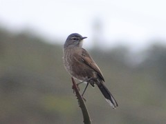 Cercotrichas coryphoeus coryphoeus